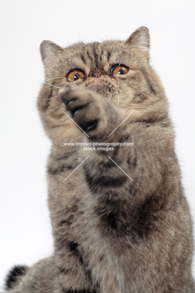 Exotic Shorthair, Brown Mackerel Tabby colour, reaching