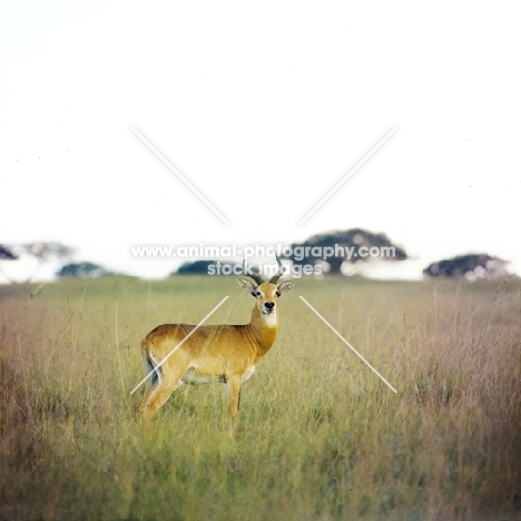 male uganda kob standing in a dry landscape, queen elizabeth np