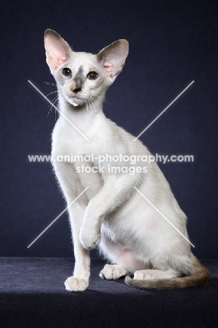 Siamese on blue grey background