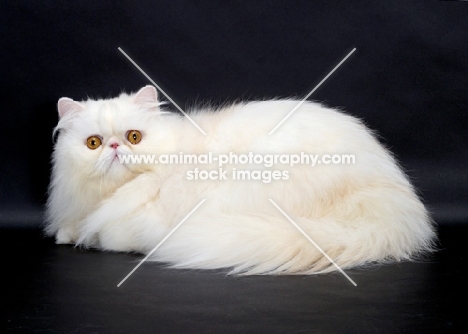Red Silver Chinchilla coloured Persian Cat lying