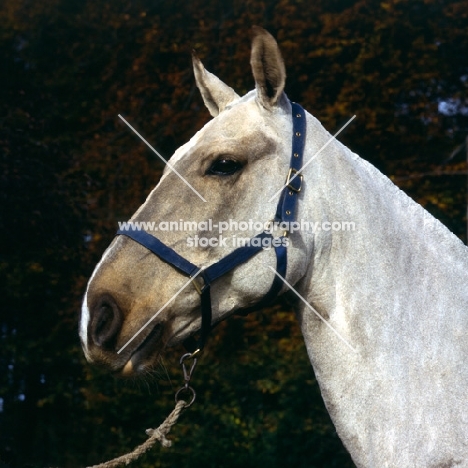 Cob clipped out