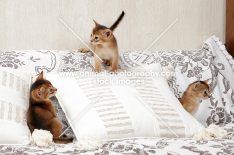 three ruddy Abyssinian kittens exploring a couch