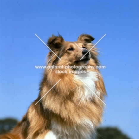 portrait of shetland sheepdog