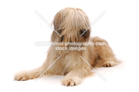 Australian Champion Briard lying down on white background