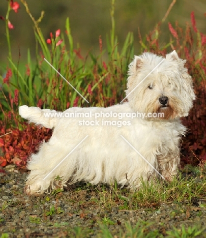 West Highland White (aka Westie, Poltalloch terrier, Roseneath terrier) near greenery