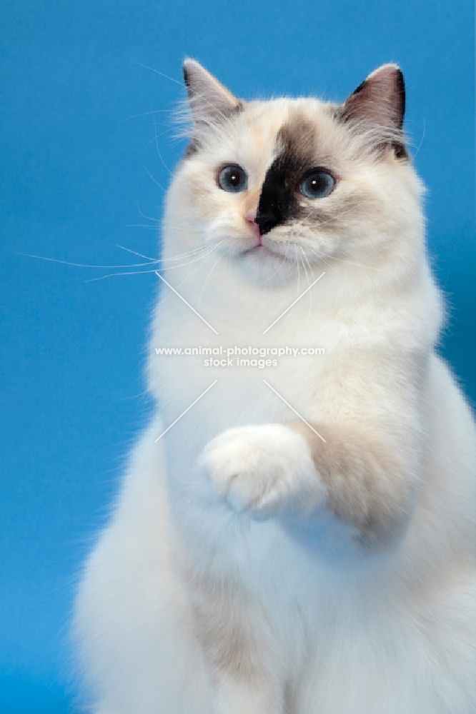 fluffy Ragdoll, Seal Tortie Point Mitted, one leg up