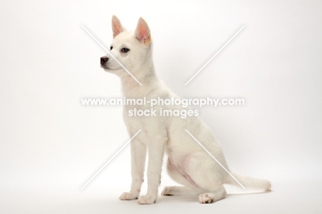 Kishu puppy sitting down