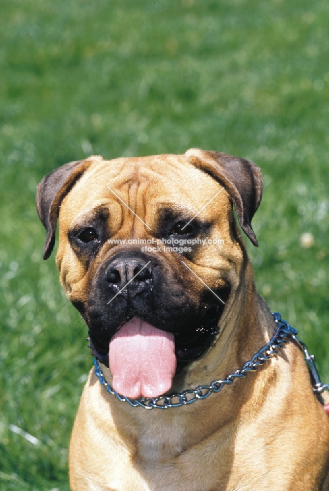 bullmastiff portrait, shoulders up