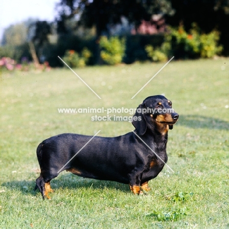 smooth dachshund side view