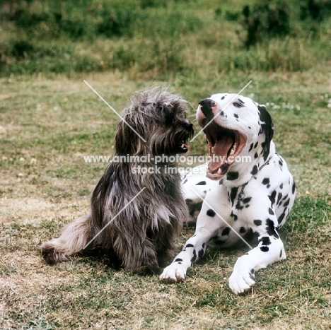 dalmatian yawning with cross bred dog watching