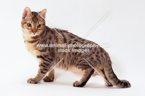 california spangled cat standing on white background