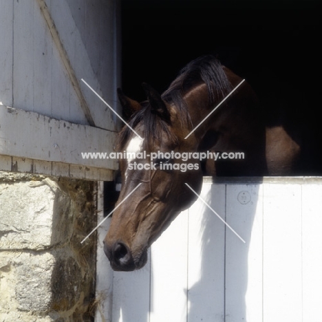 thoroughbred looking down over stable door