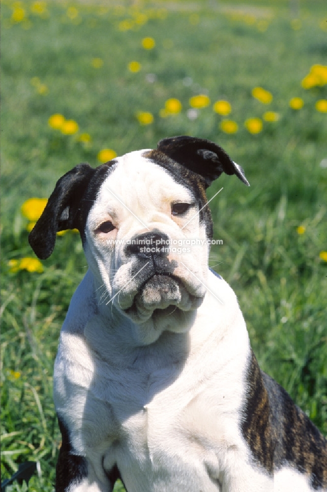 Olde English Bulldogge portrait