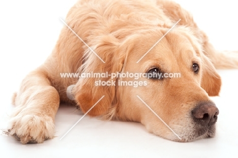 Golden Retriever lying down in studio