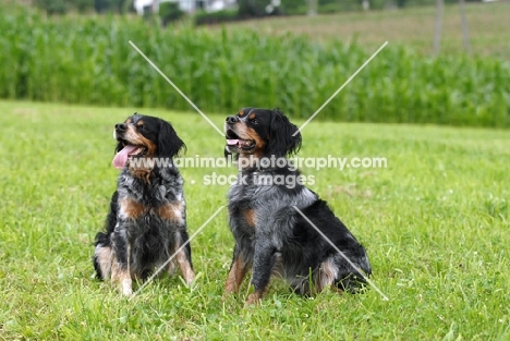 two Brittany dogs on grass