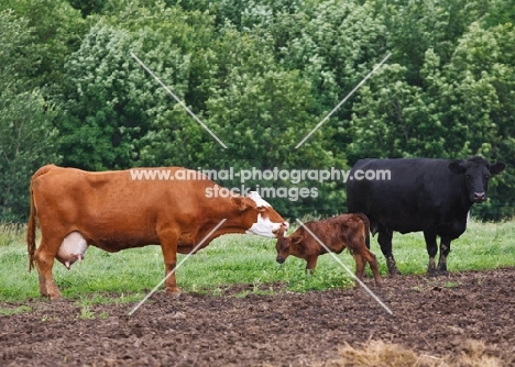 Red Angus cross cow licking her calf as a Black Angus cow looks on.