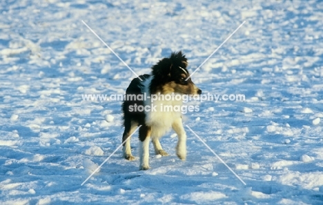 shetland sheepdog puppy standing in snow