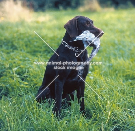 german wire pointer retrieving pigeon