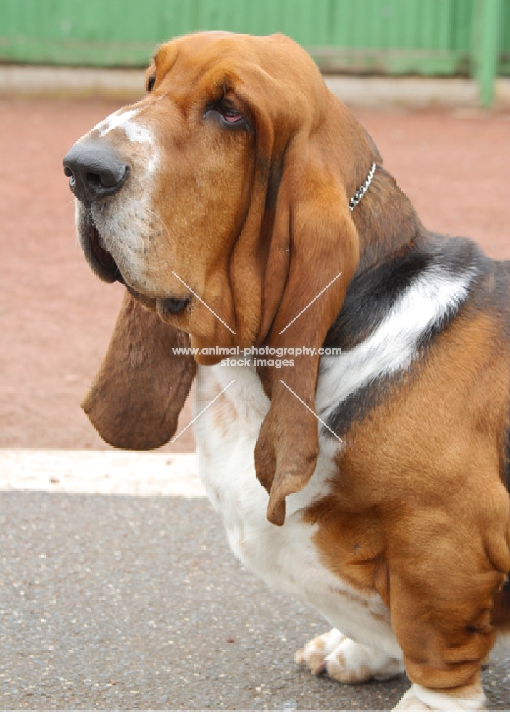 Australian Champion Basset Hound