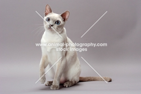 Tonkinese cat sitting on grey background, Lilac (Platinum) Mink colour