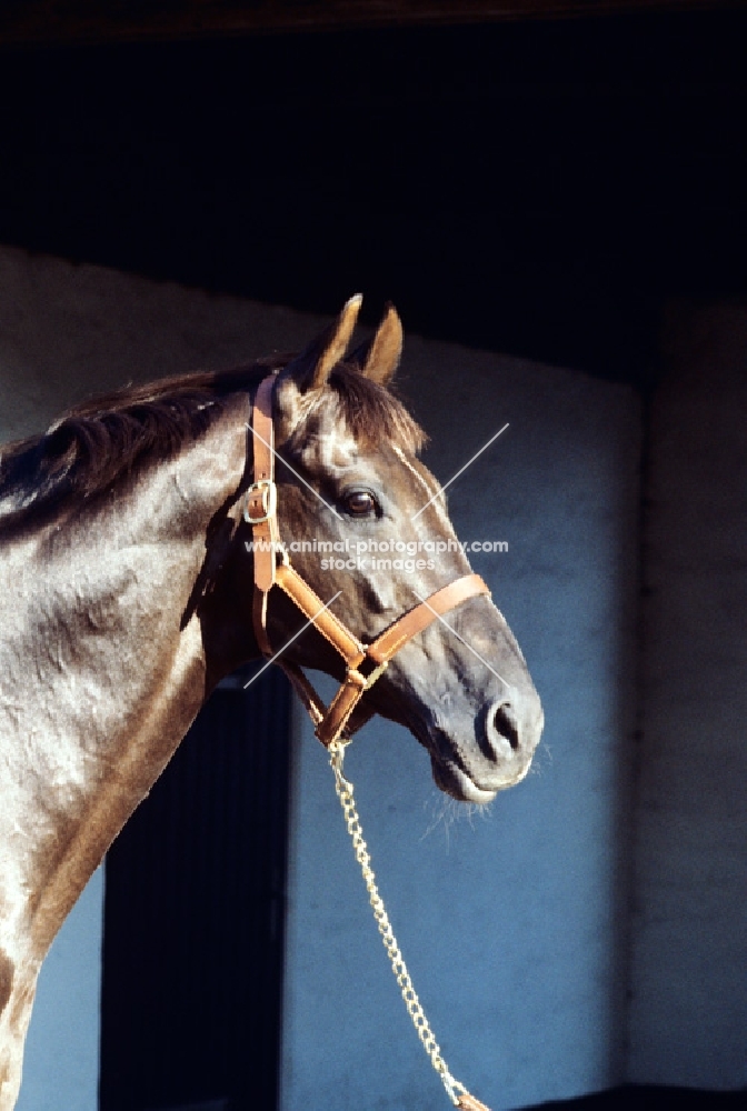 danish thoroughbred, flying drumstick, portrait, flipped, reversed