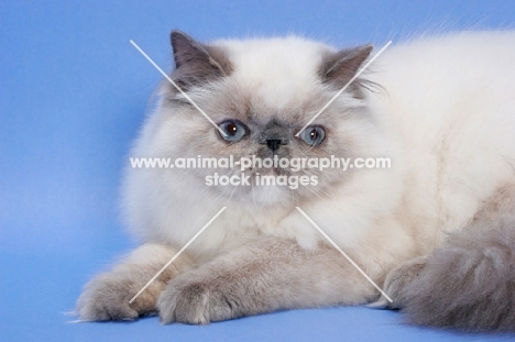 young Blue Tortie Colourpoint cat on blue background. (Aka: Persian or Himalayan)