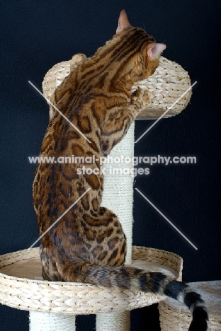 Bengal cat playing on a scratch post, black background