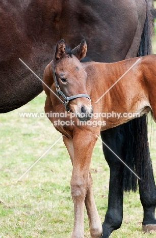 thoroughbred foal