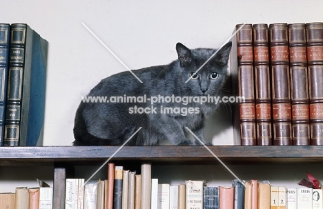 ch i leila de fleurville, russian blue cat