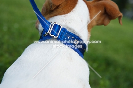 jack russell on lead