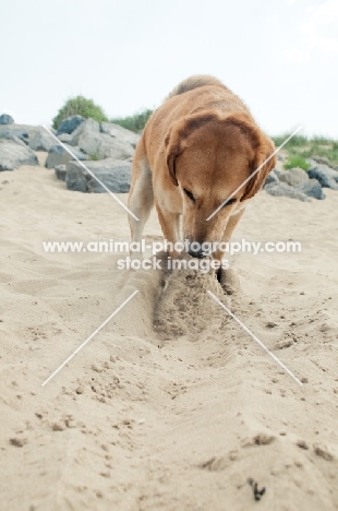 dog digging up sand