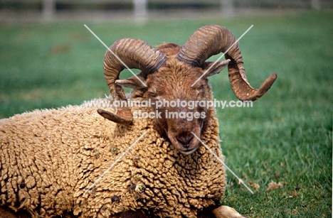 castlemilk moorit sheep  at cotswold farm park