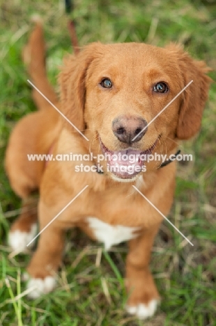 young Nova Scotia Duck Tolling Retriever sitting down