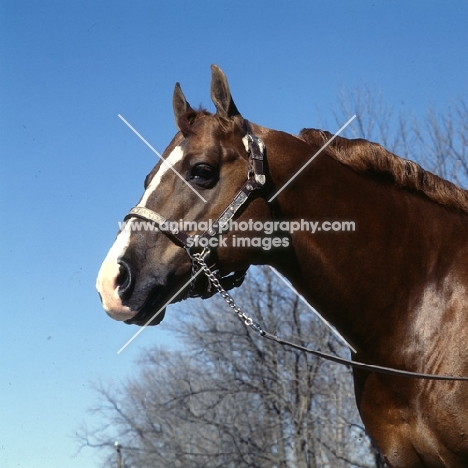 nicky skip, quarter horse in indiana usa with decorated head collar