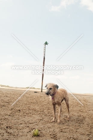 Lurcher on sandy beach