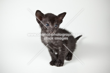 cute Peterbald kitten 4 weeks old