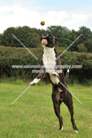 Boxer catching ball