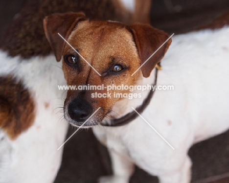 Jack Russell Terrier looking up at camera