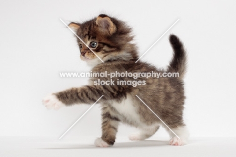 Brown Mackerel Tabby & White Maine Coon kitten, 1 month old