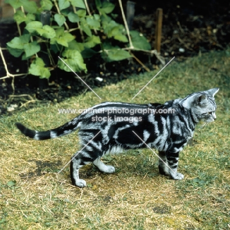 champion lowenhaus fingal, silver tabby cat 