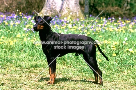champion manchester terrier with bluebells