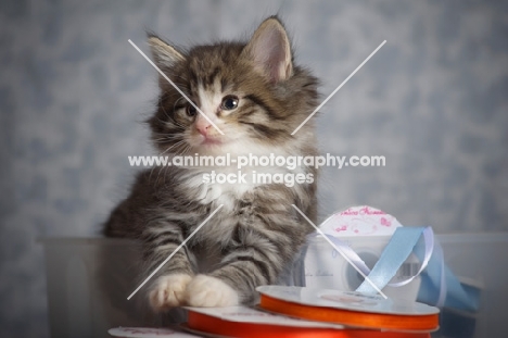 norwegian forest kitten sitting inside a box