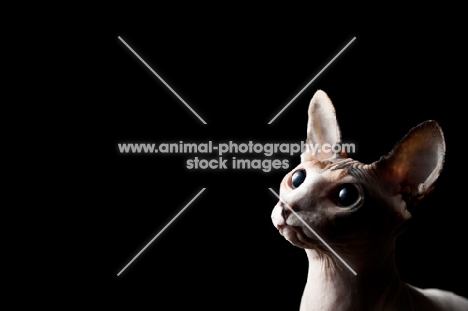 sphynx cat in profile