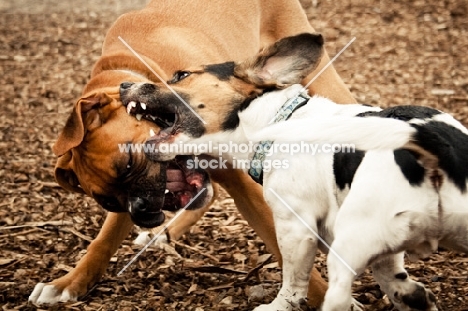 boxer and crossbred dog
