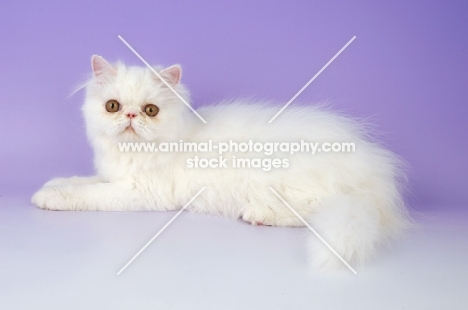 Persian kitten on light purple background