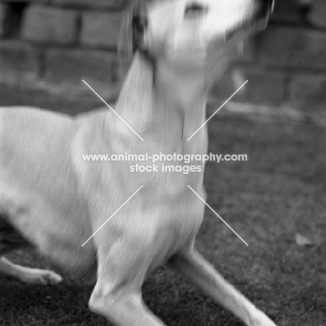 whippet, tightly cropped, blurred