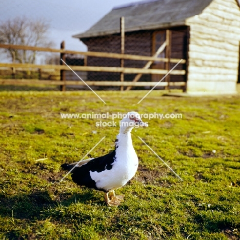 muscovy duck on a farm