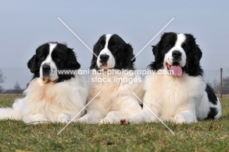 Newfoundland, also known as Landseer European Continental Type (E.C.T.)