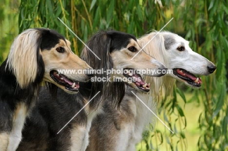 three Saluki's