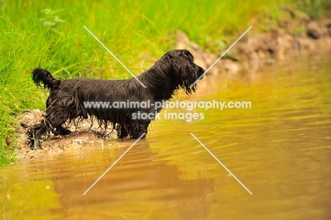 black working Cocker Spaniel in water